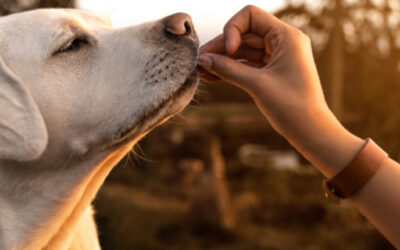 Geheimnisse einer starken Mensch-Hund-Beziehung